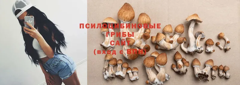 Галлюциногенные грибы Psilocybine cubensis  Артёмовский 